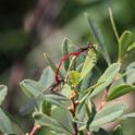 IMG_1027_Ceriagrion_tenellum